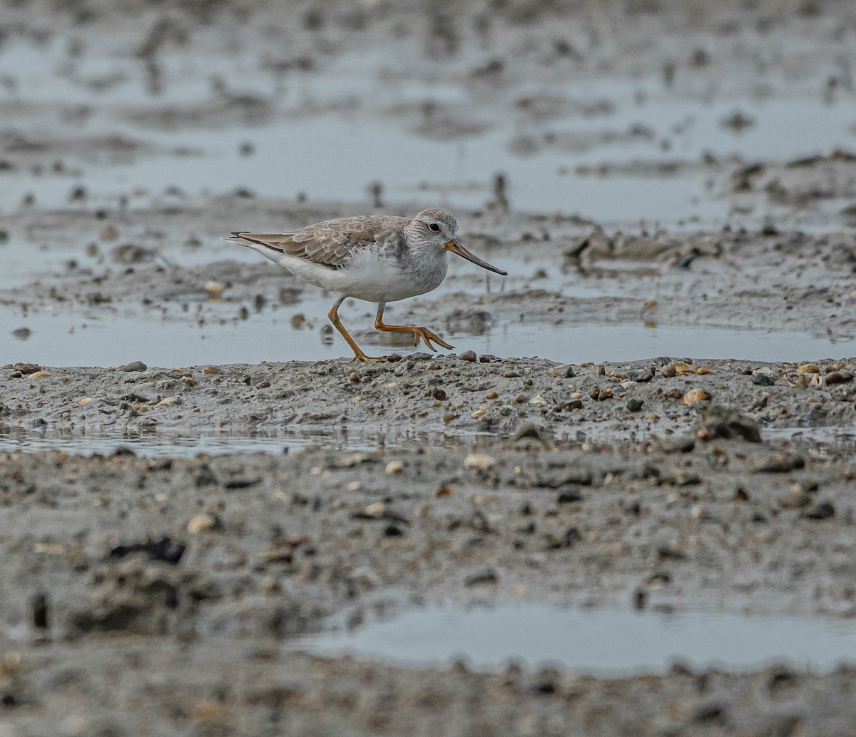 Terek Sandpiper - ML647060287