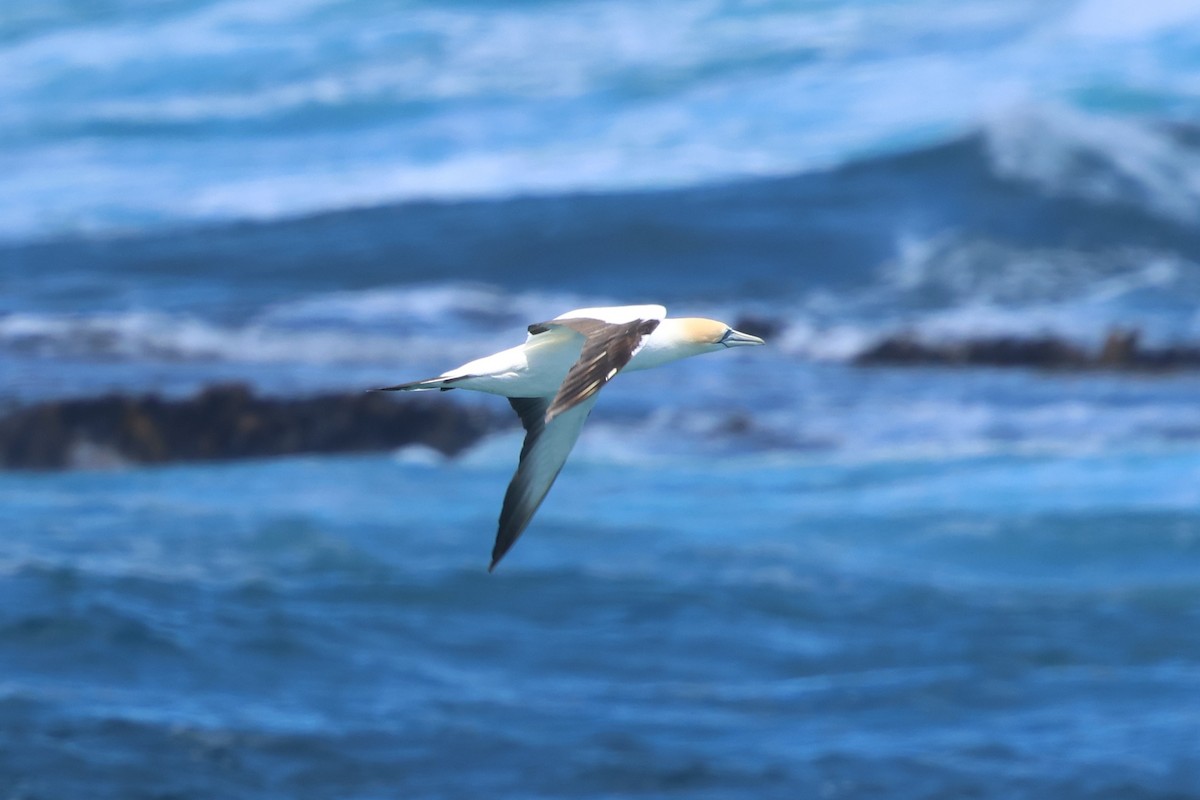 Australasian Gannet - ML647060300