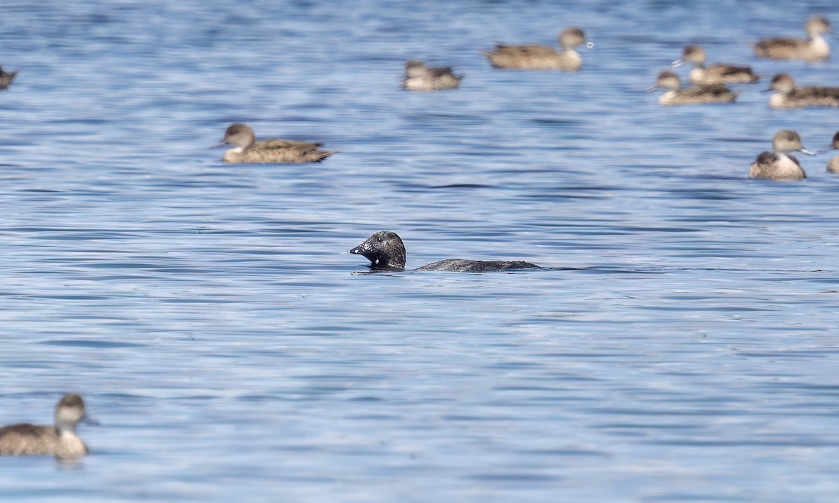 Лопастная утка - ML647060325