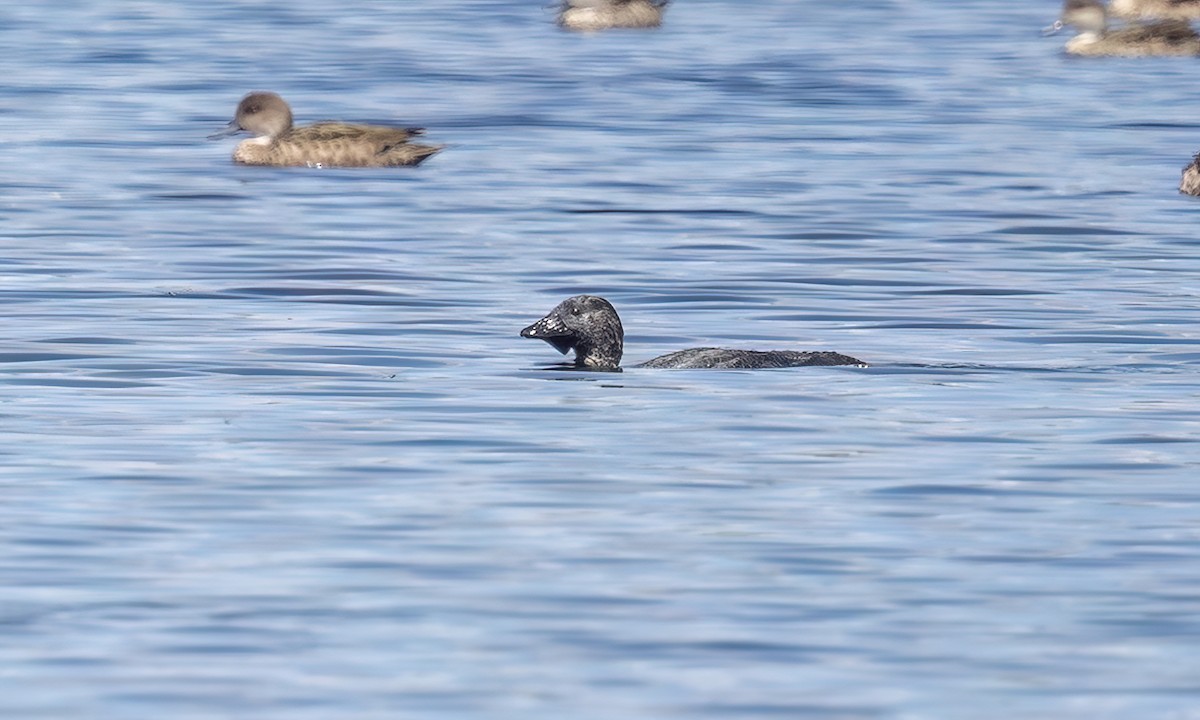 Лопастная утка - ML647060326