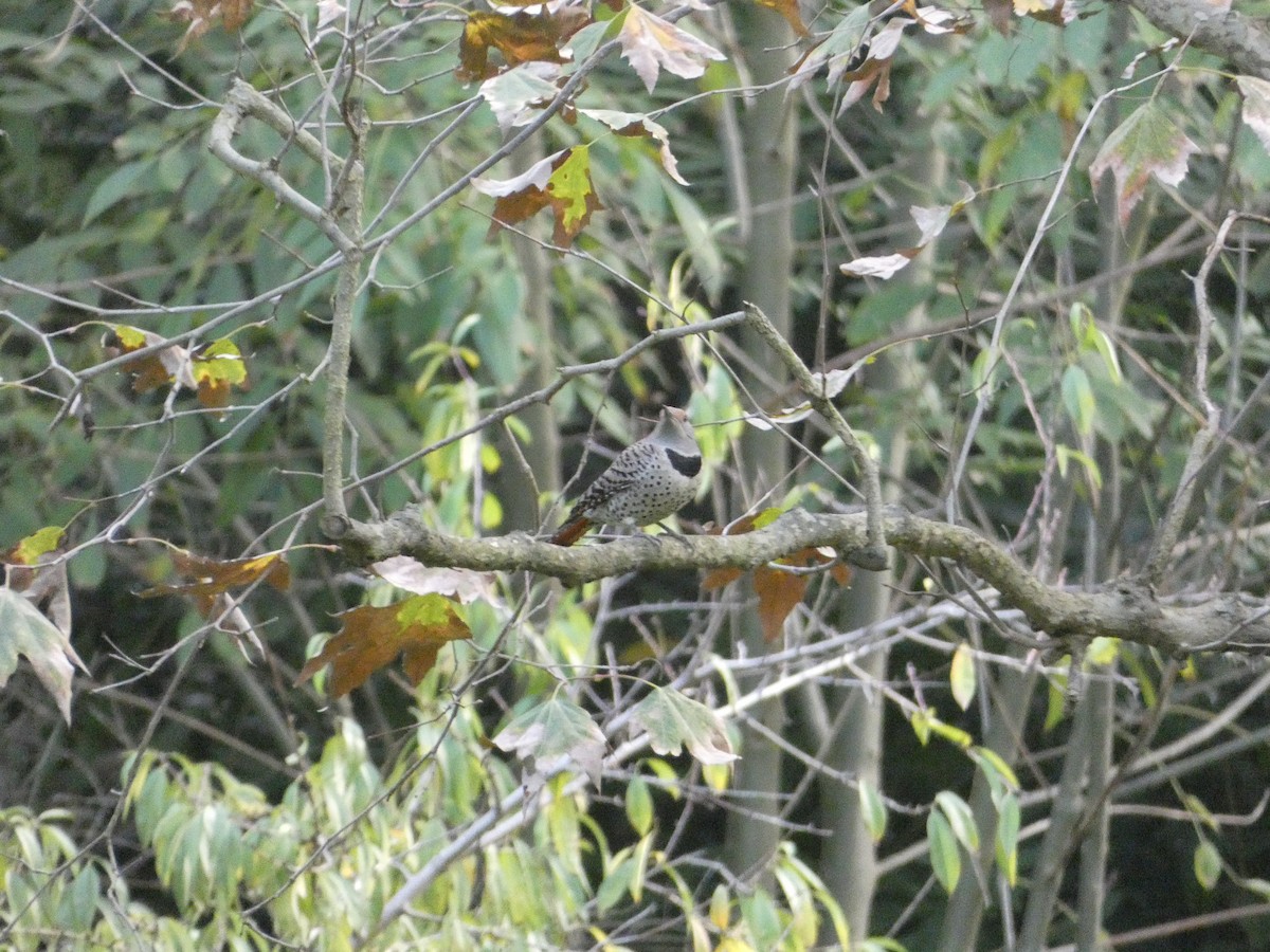 Northern Flicker - ML647060332