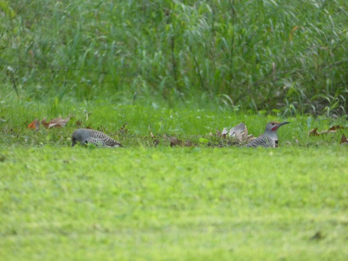 Northern Flicker - ML647060340
