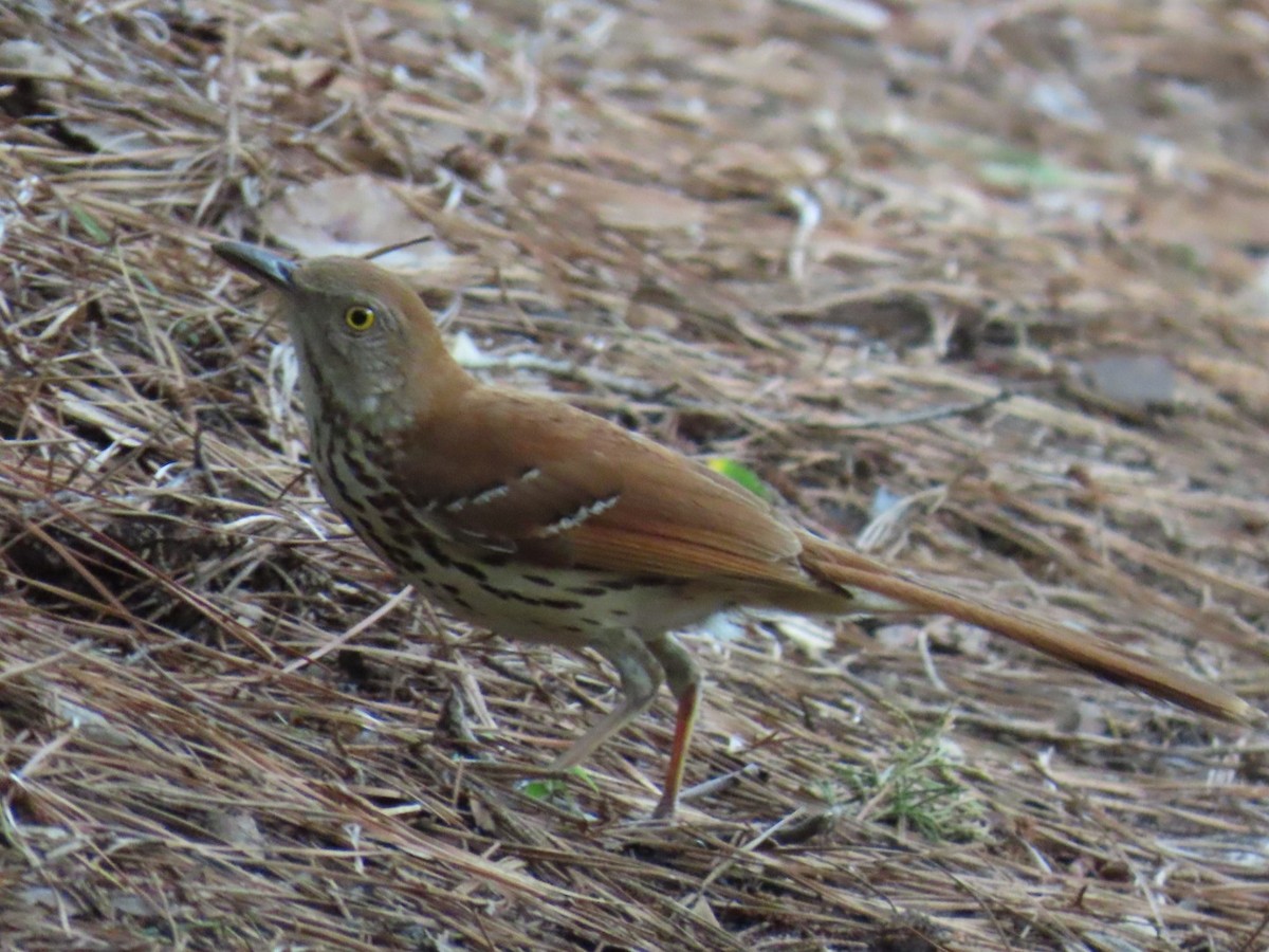 Brown Thrasher - ML647060344