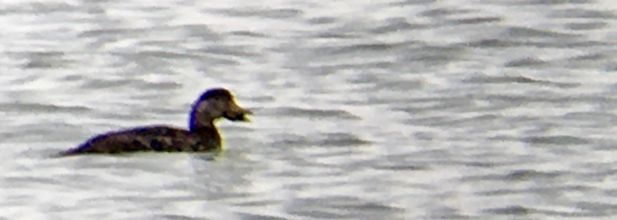 クロガモ - ML647060346