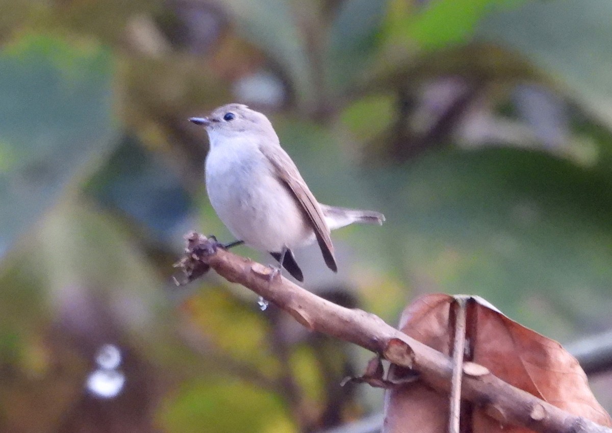 オジロビタキ - ML647060348