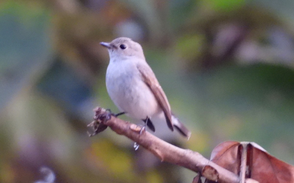 オジロビタキ - ML647060349