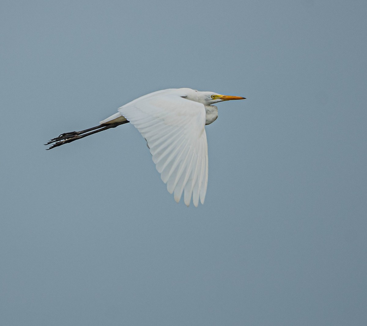 チュウサギ - ML647060350