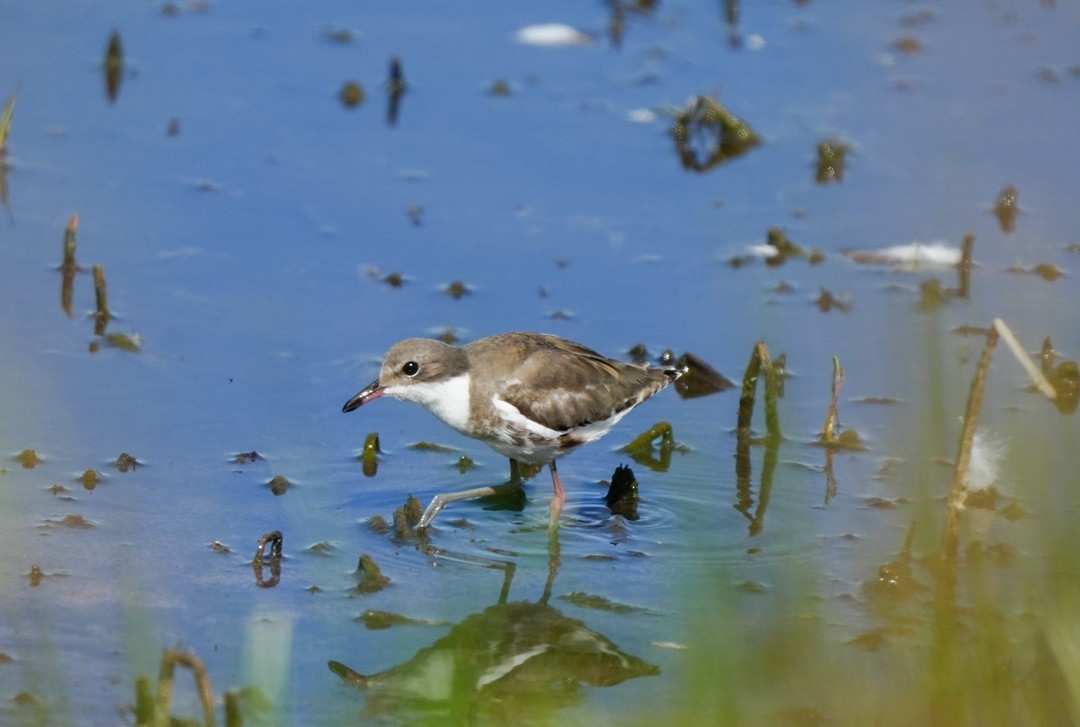 ワキアカチドリ - ML647060355