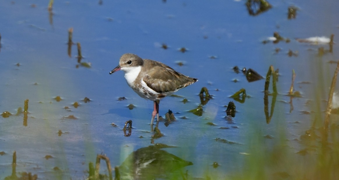 ワキアカチドリ - ML647060356