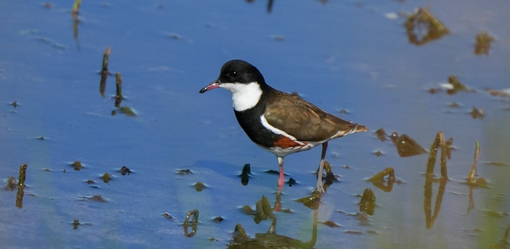 ワキアカチドリ - ML647060357