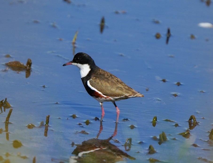 ワキアカチドリ - ML647060358