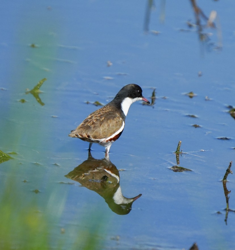 ワキアカチドリ - ML647060359