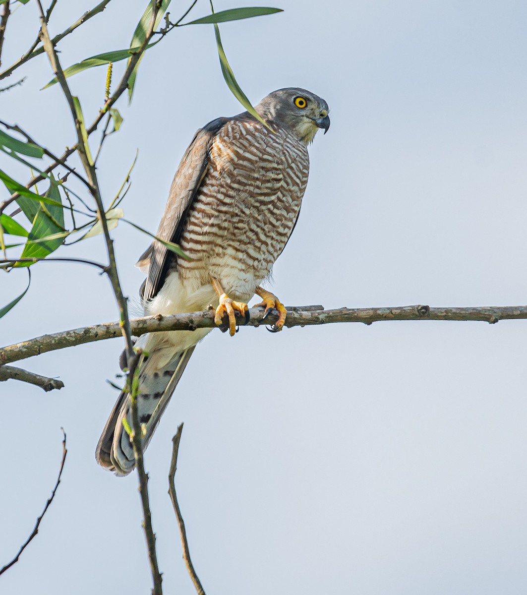 タカサゴダカ - ML647060360