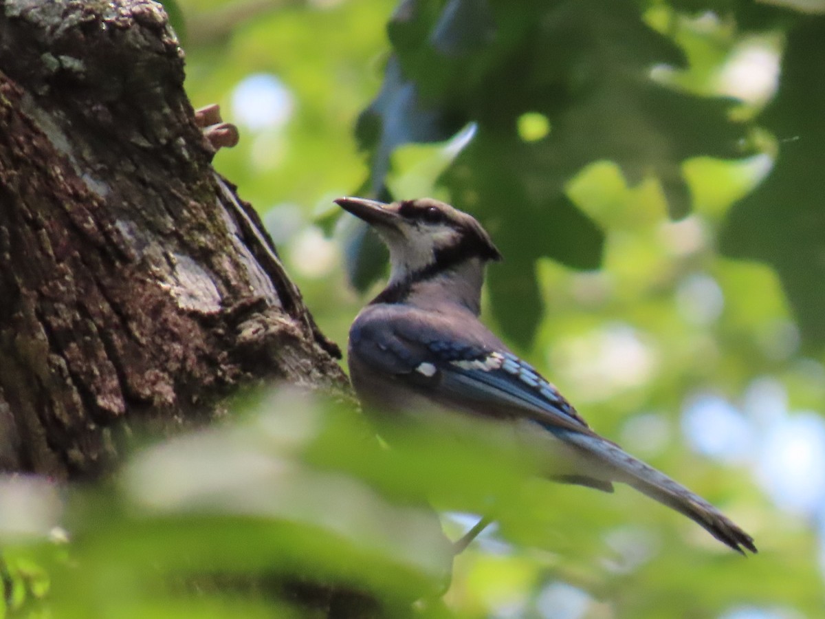 アオカケス - ML647060361