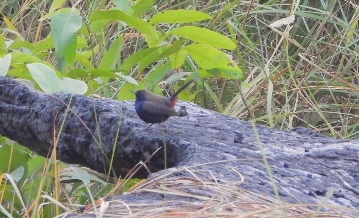 インドヒタキ - ML647060365