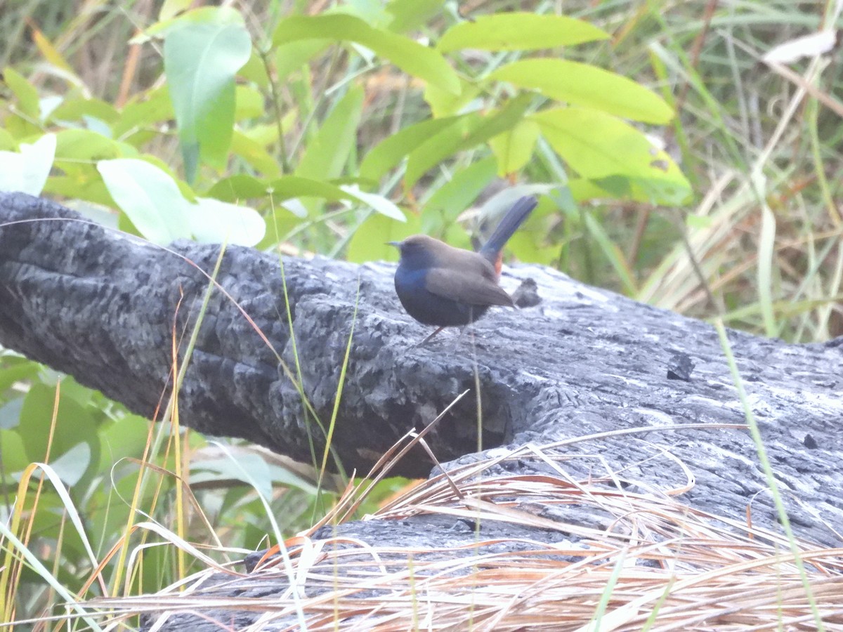 インドヒタキ - ML647060366