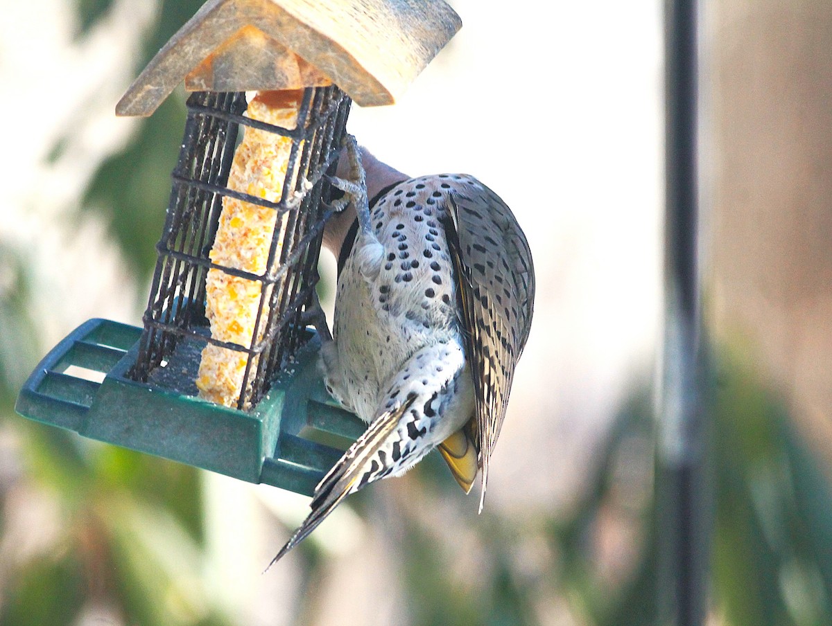 ハシボソキツツキ - ML647060371