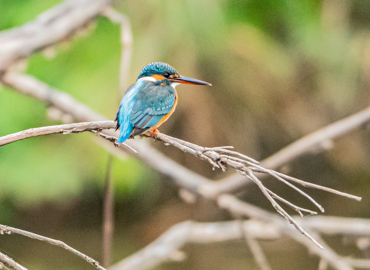 カワセミ - ML647060372