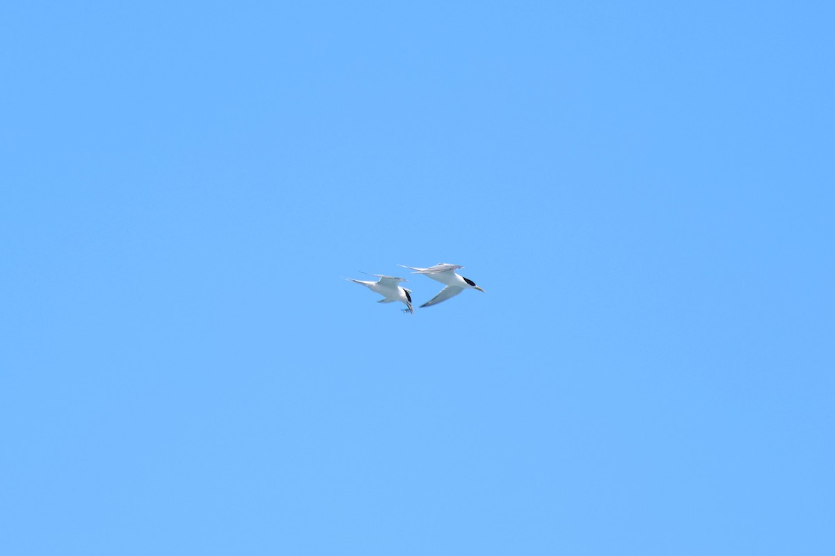 オオアジサシ - ML647060373