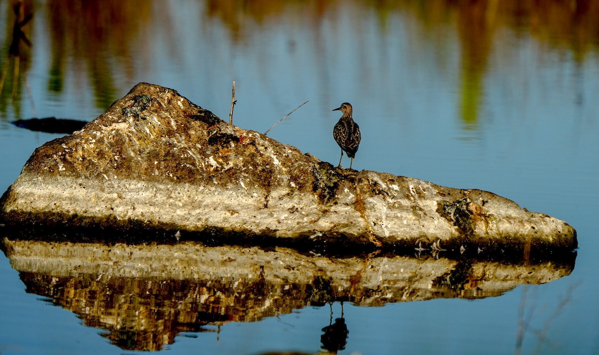 ウズラシギ - ML647060374