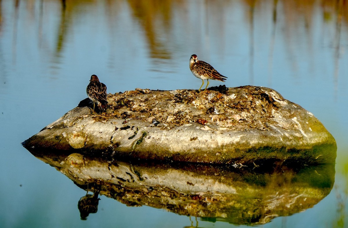 ウズラシギ - ML647060375