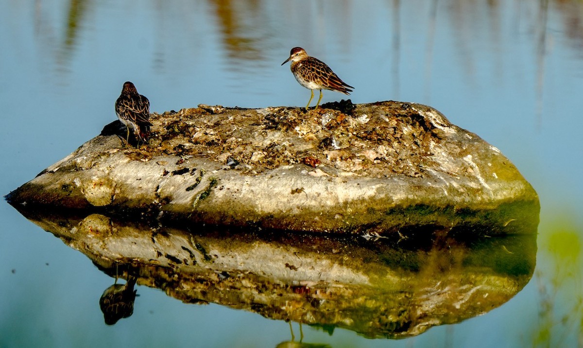 ウズラシギ - ML647060376