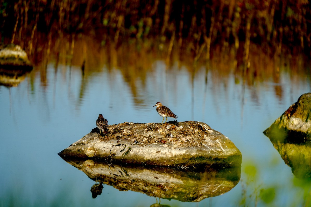 ウズラシギ - ML647060377