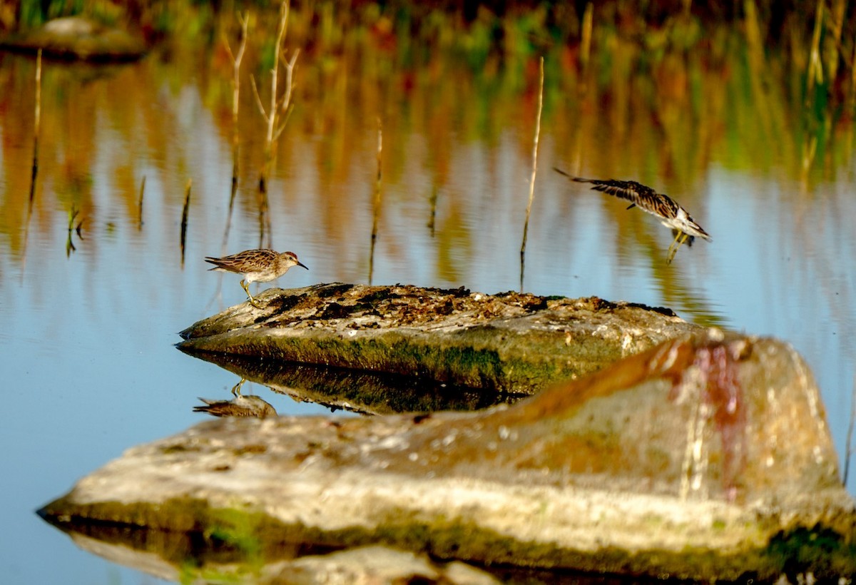 ウズラシギ - ML647060378