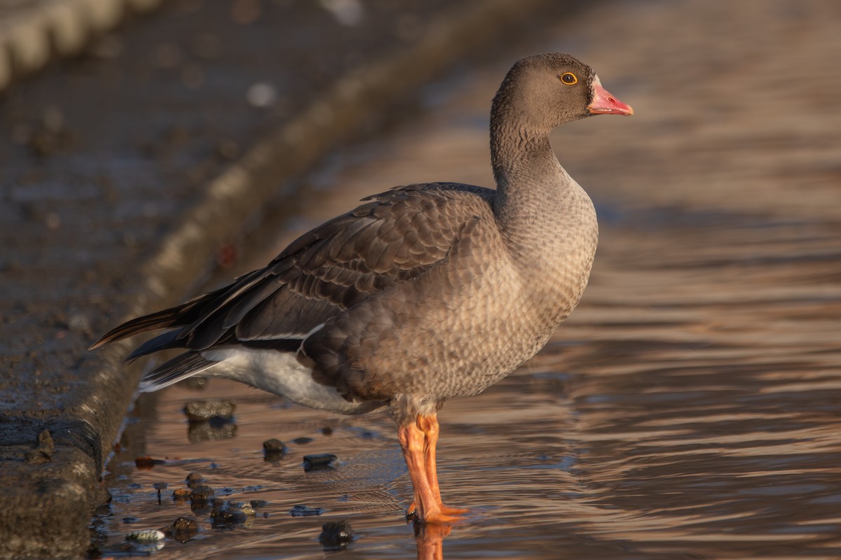 Гуска мала - ML647060379