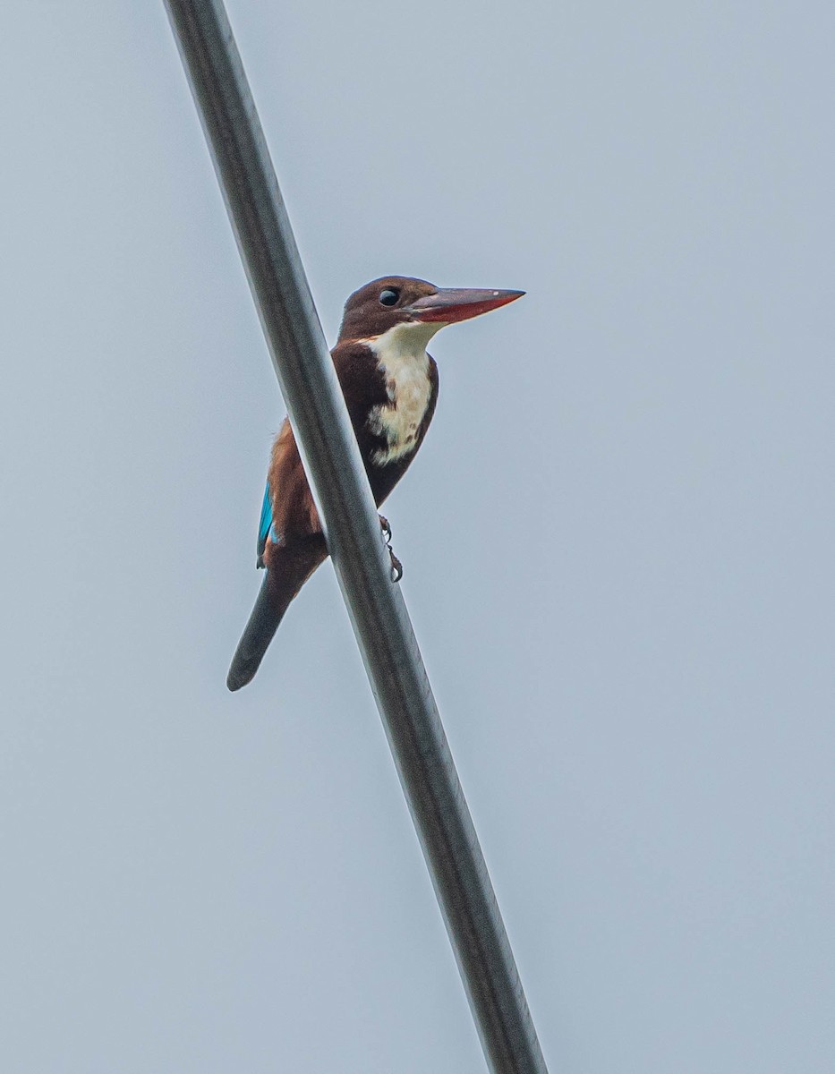 アオショウビン - ML647060381