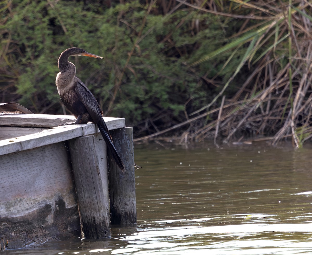 アメリカヘビウ - ML647060383