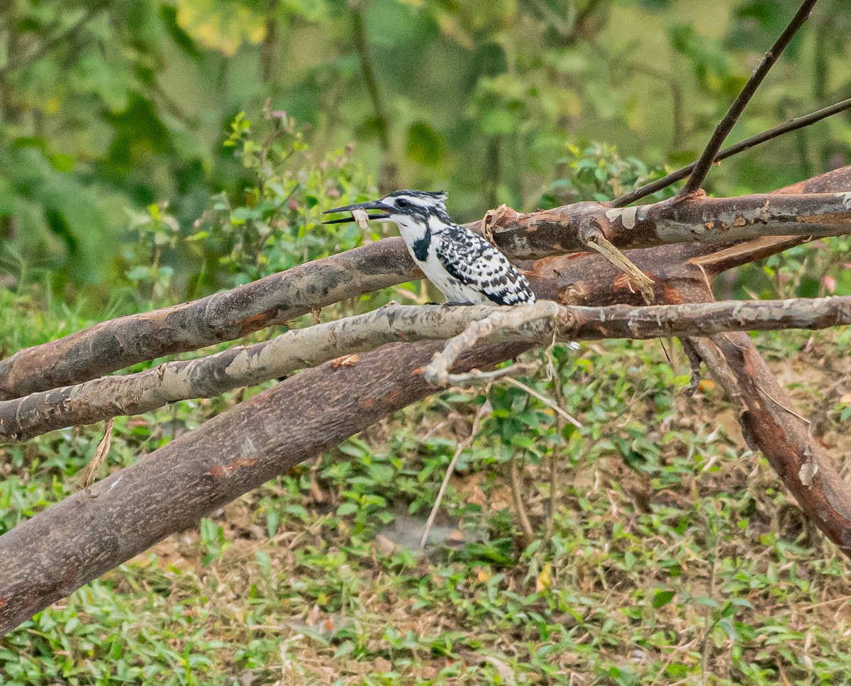 ヒメヤマセミ - ML647060384