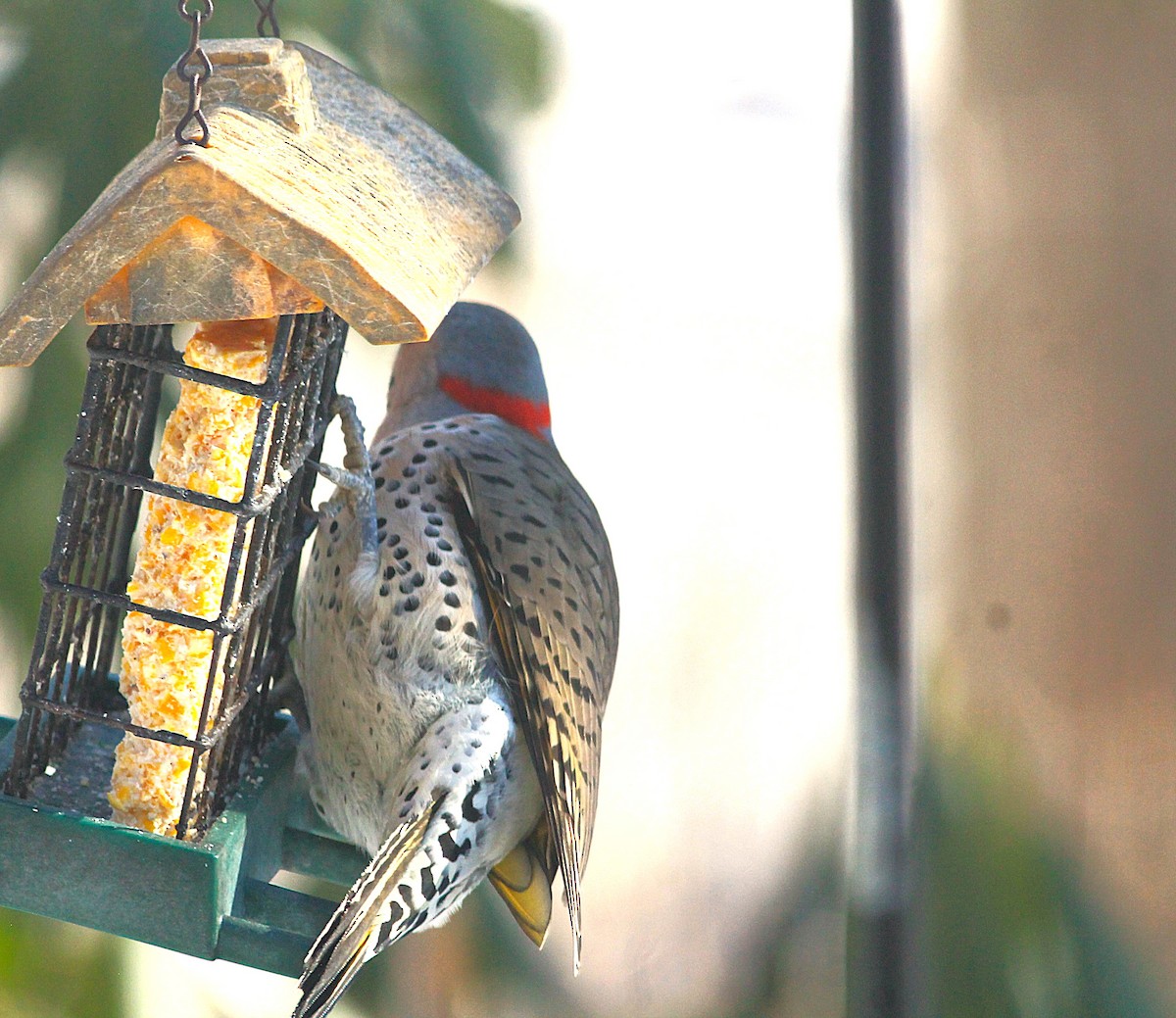 ハシボソキツツキ - ML647060385