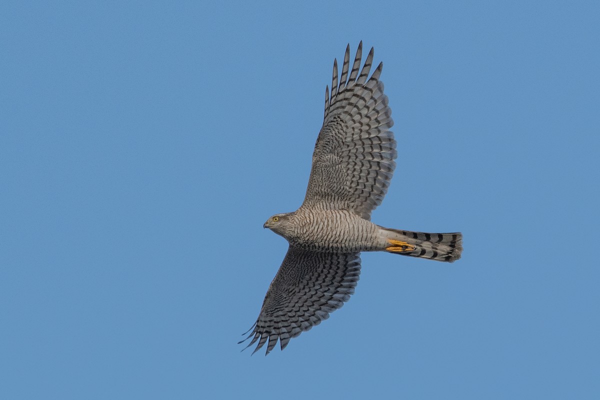 ハイタカ - ML647060387