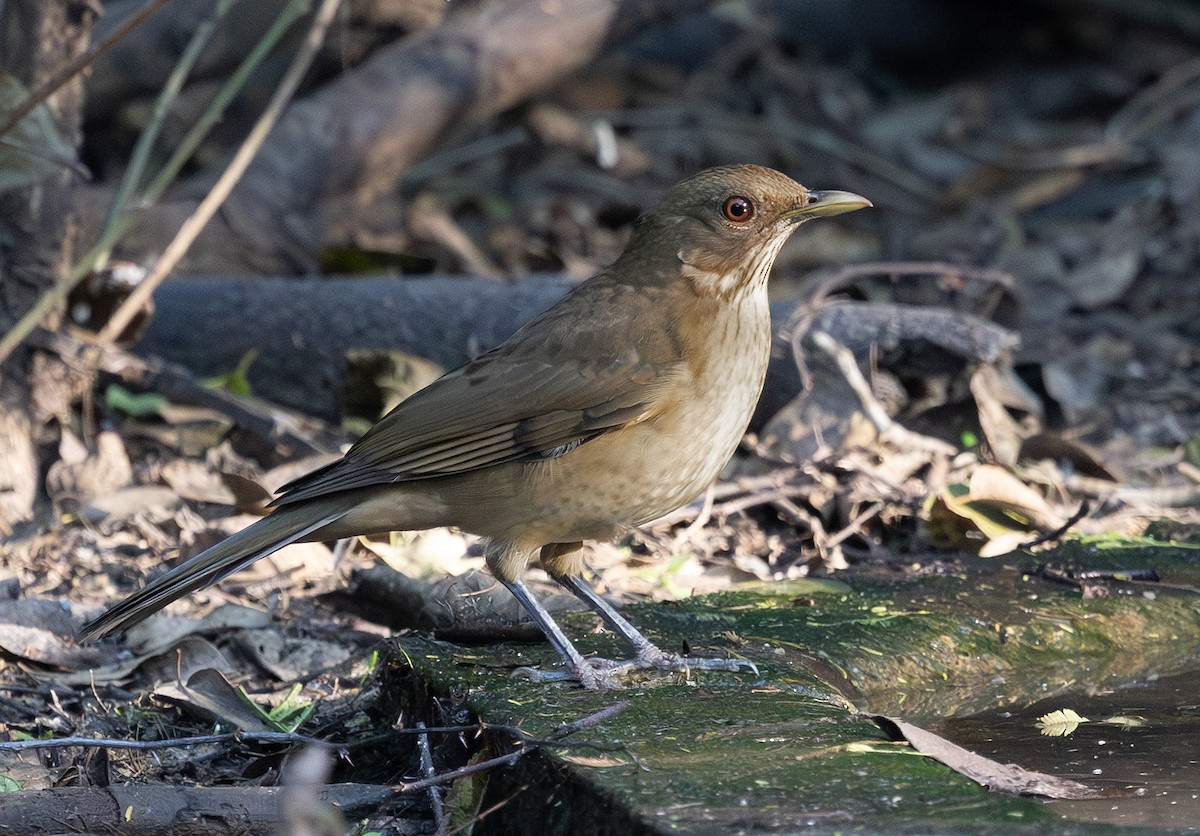 バフムジツグミ - ML647060388