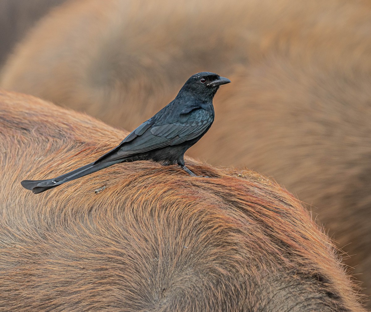 オウチュウ - ML647060389