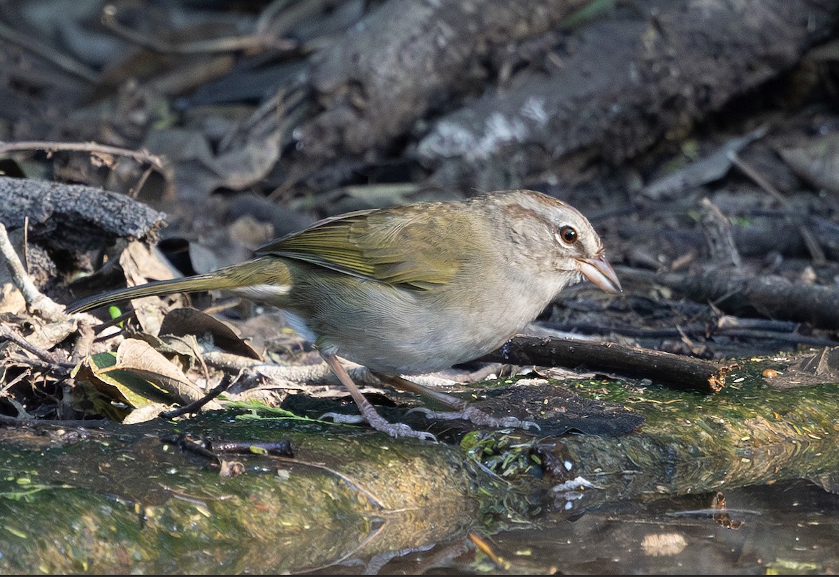 オリーブシトド - ML647060390