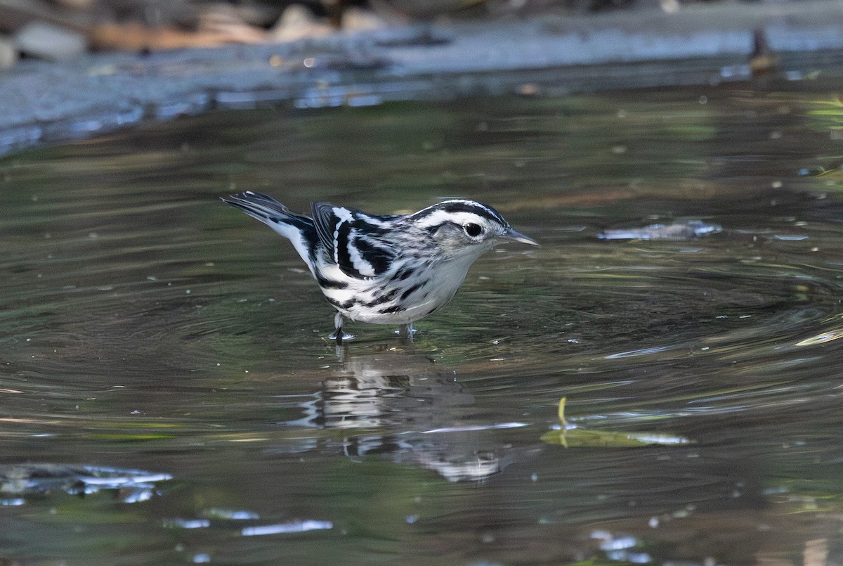 Black-and-white Warbler - ML647060396