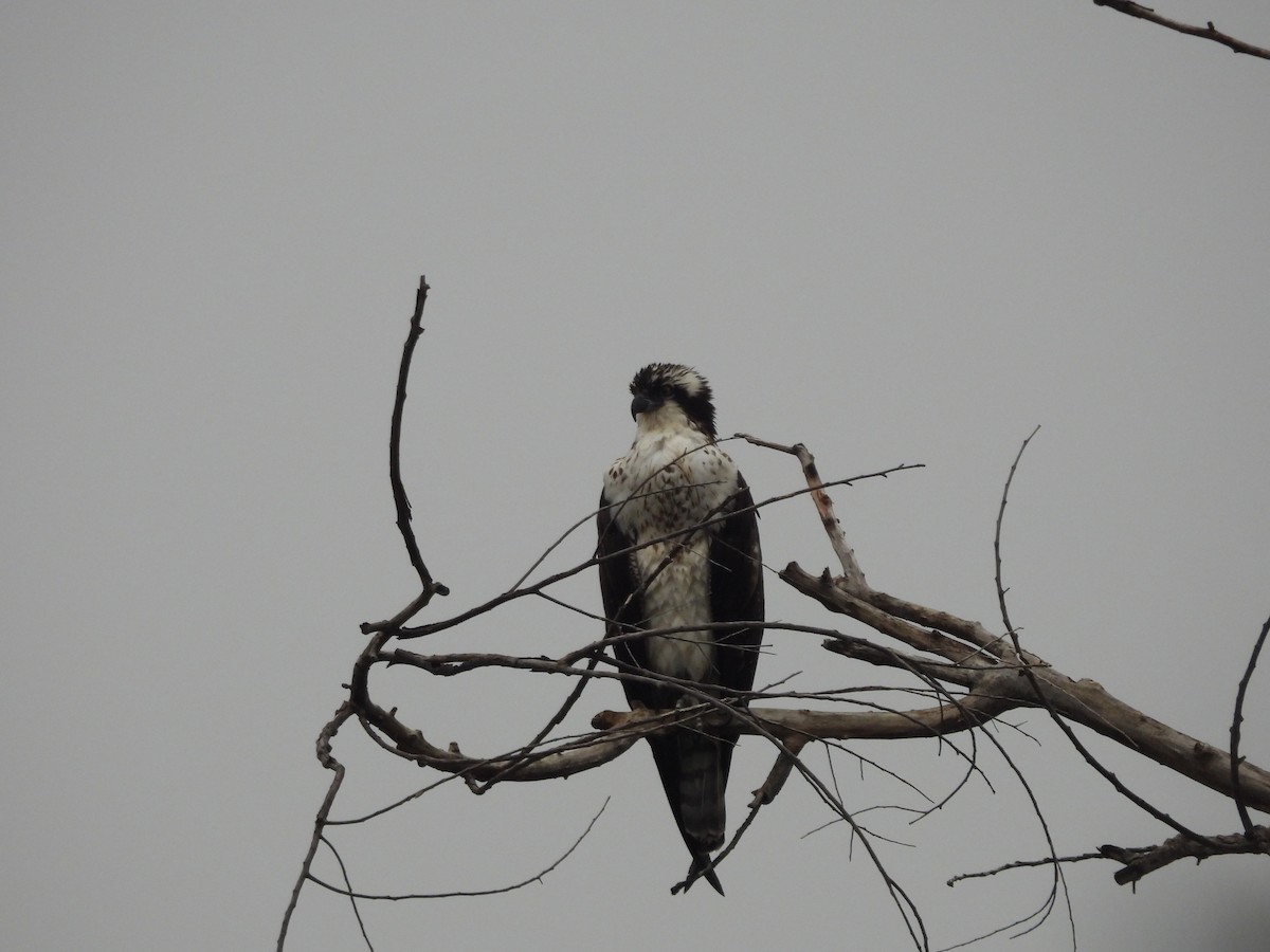 Скопа західна - ML647060402