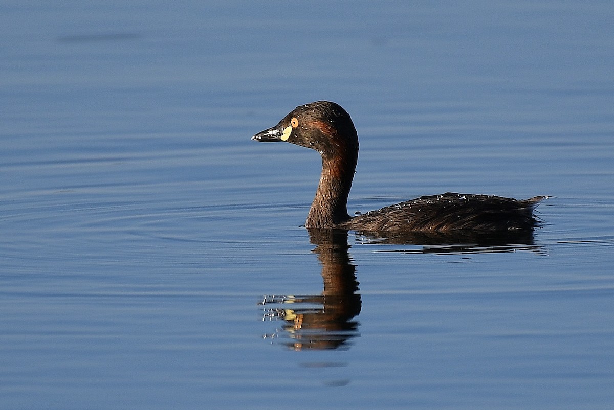 Australasian Grebe - Terence Alexander