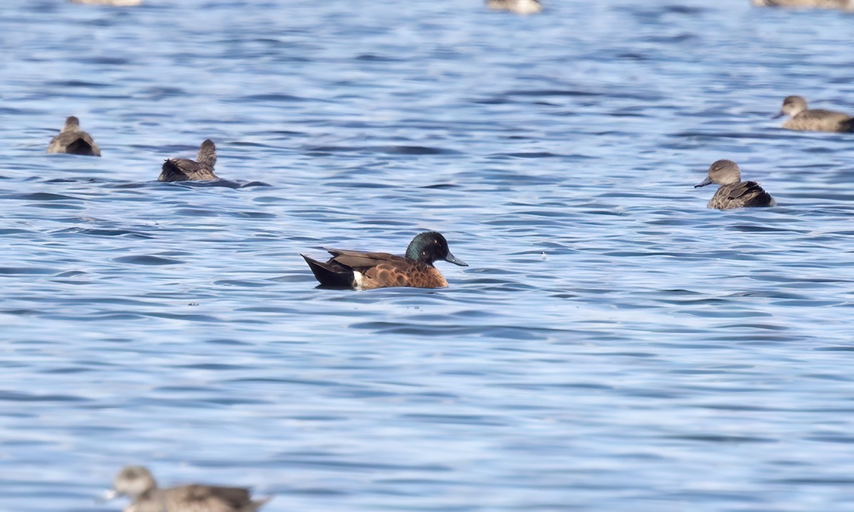 Chestnut Teal - ML647060420