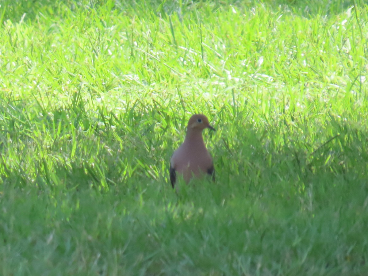 Mourning Dove - ML647060430