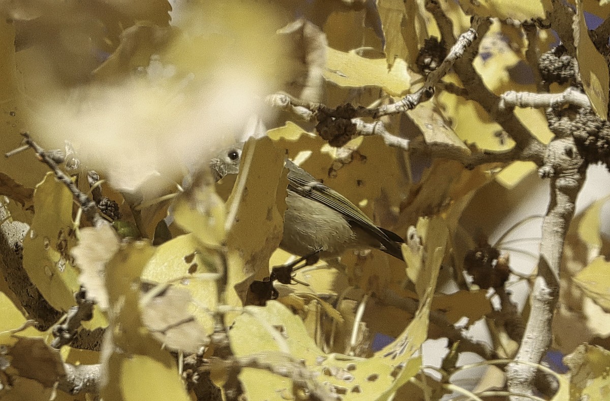 králíček americký - ML647060453