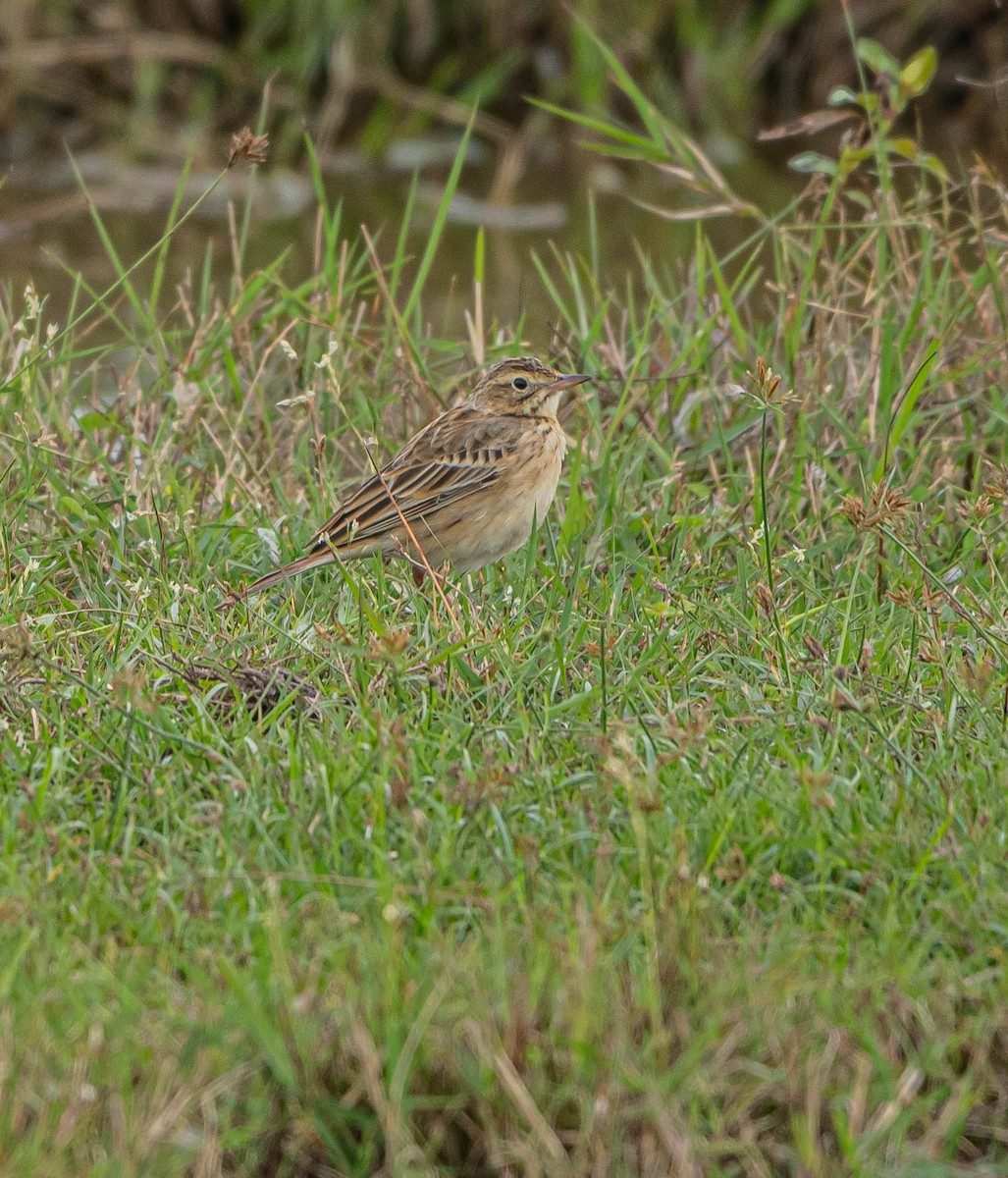 linduška velká - ML647060460