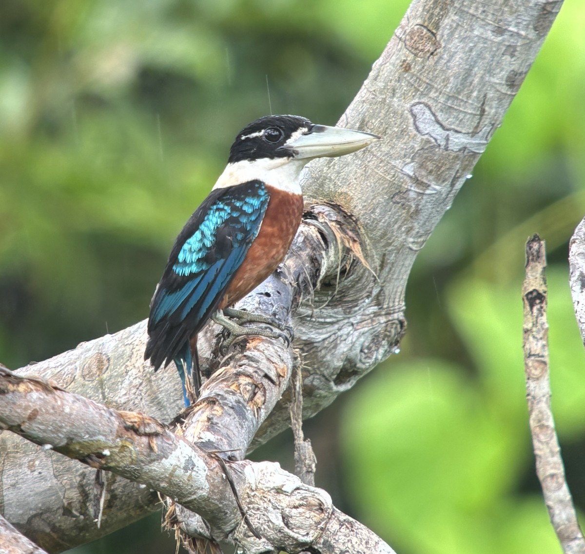 Rufous-bellied Kookaburra - ML647060474