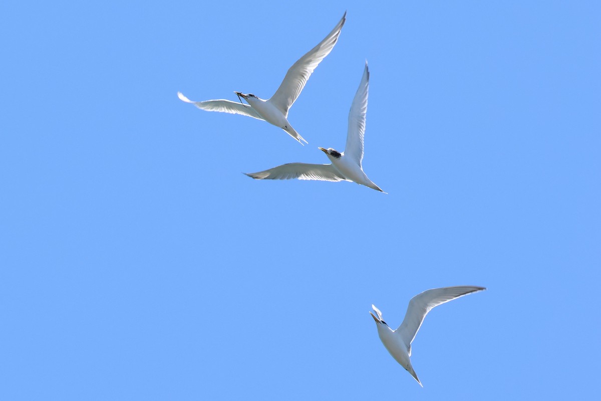 שחפית צהובת-מקור - ML647060475