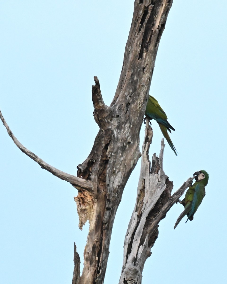 brunpanneara - ML647060480