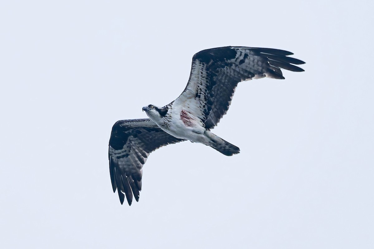 Скопа західна - ML647060504