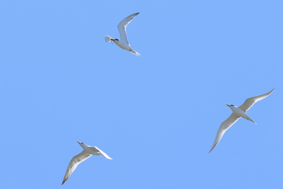 שחפית צהובת-מקור - ML647060516