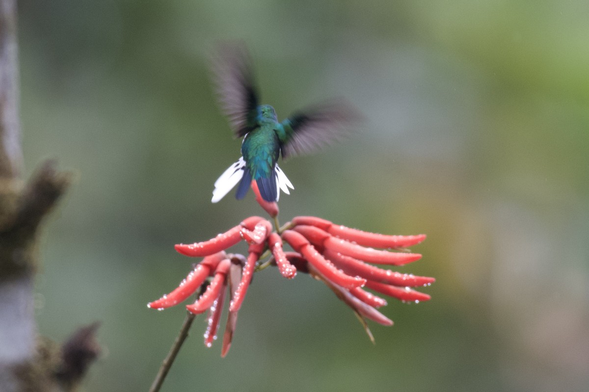 Colibri féérique - ML647060517